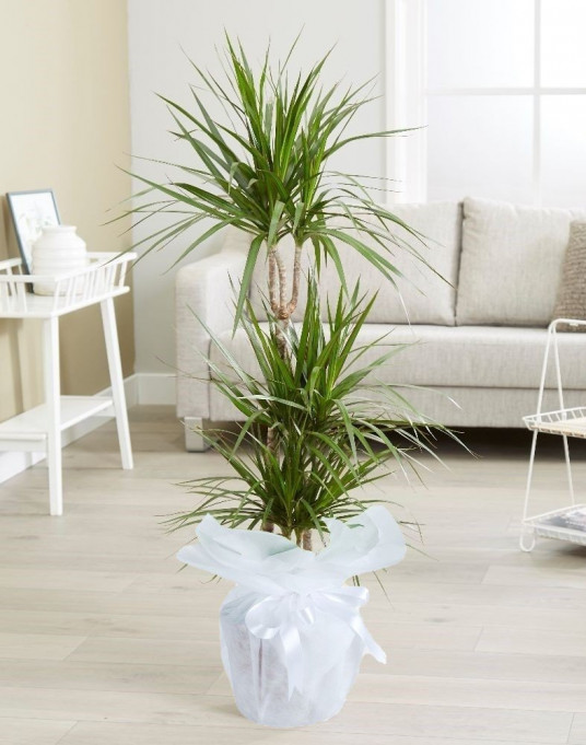 Üçlü Dracena Saksı Çiçeği