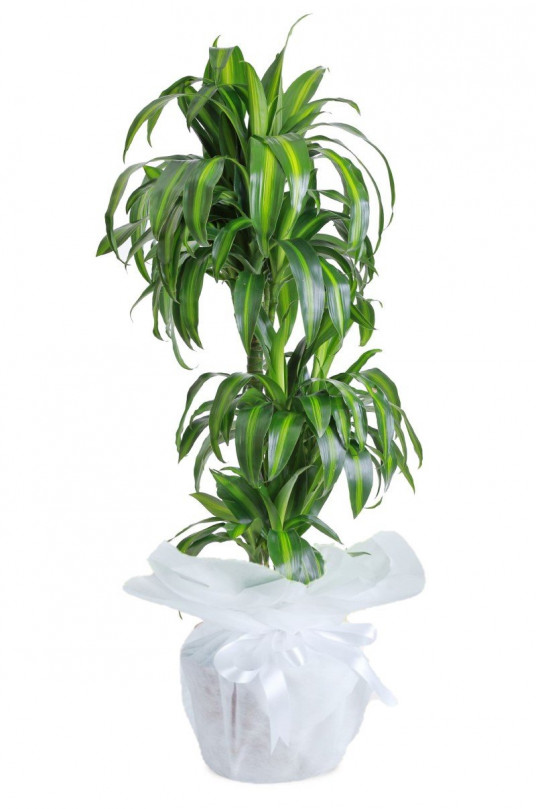 Üçlü Masengena Saksı Çiçeği