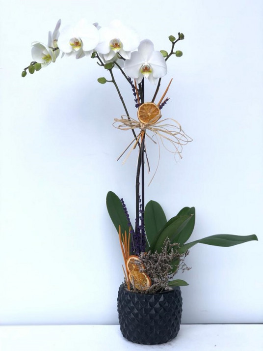 Top Quality Vibes Orchid