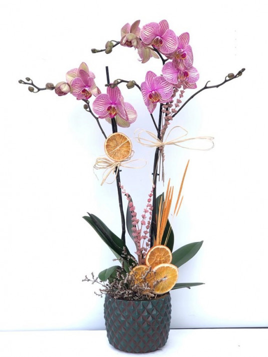 Çift Dal Pembe, Mix Orkide