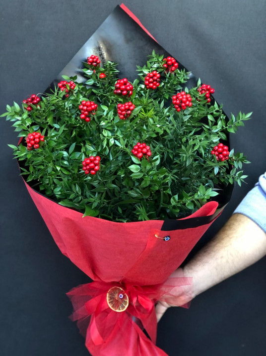 Kokina Yılbaşı Çiçeği