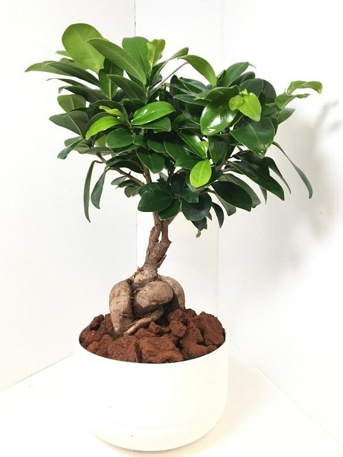 Beyaz Saksı İçerisinde Ficus Bonsai