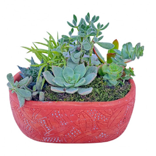 Sukulent Tasarım Harikası