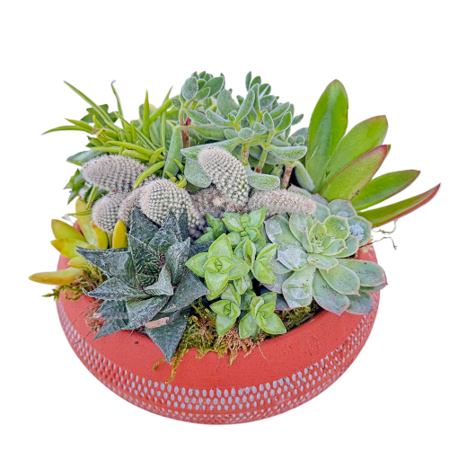 Otantik Sukullent Serisi