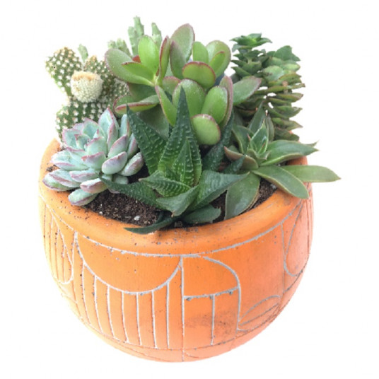 Yüksek Kaliteli Ürünler Sukullent