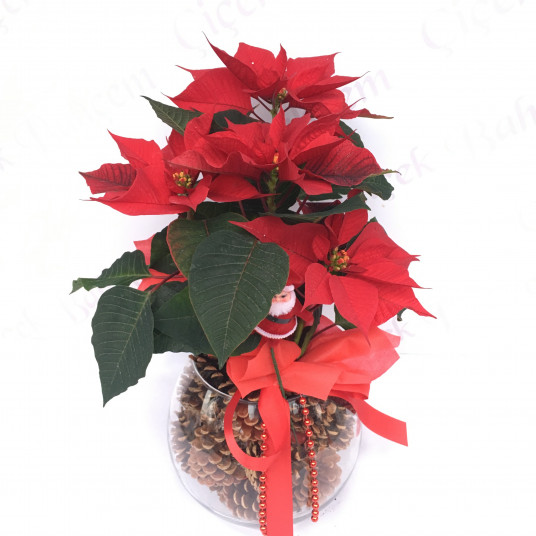 Yılbaşı Hediye Çİçekleri