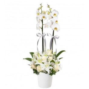 Çiftli Beyaz Orkide 7 Beyaz Gül Lilyum