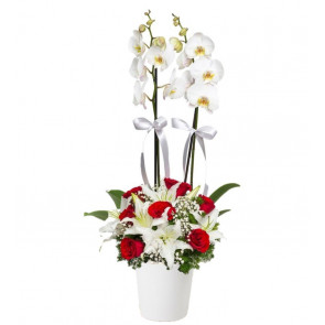 Çiftli Beyaz Orkide 7 Kırmızı Gül Lilyum