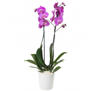 Çift Dal Mor Renk Orkide