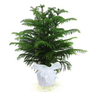 3'Lü Arakorya Saksı Çiçeği