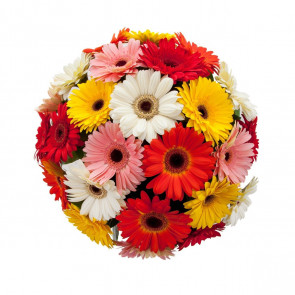 Karışık Jerbera (21 Adet Alman Papatyası) Buketi