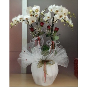 4 Dal Dal Beyaz, Nature Orkide