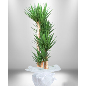 5 li Yucca Saksı Çiçeği