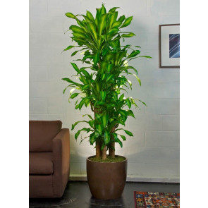 5'li Masengina Saksı Çiçeği