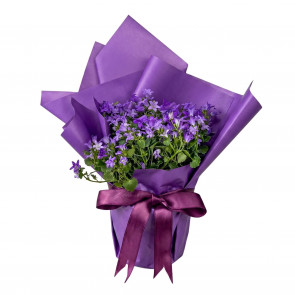 Çan Çiçeği - Campanula Ambarella Özel Tasarım Hediye Paketl