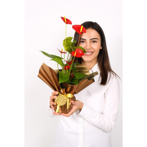 Saksıda Antorium Çiçeği