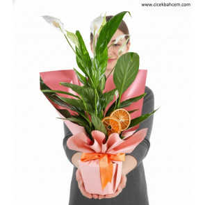 Barış Çiçeği (Spatifilyum)