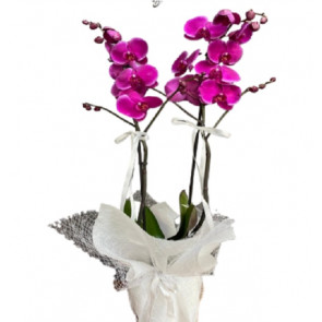 Çift dal Pembe Orkide Dekoratif Saksı