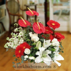 Örme Sepete Kırmızı Antorium, Beyaz Gül ve Kırmızı Gerbera Aranjmanı