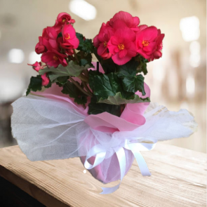 Anneler Günü Özel Begonya Çiçeği