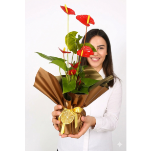 Saksıda Antorium Çiçeği