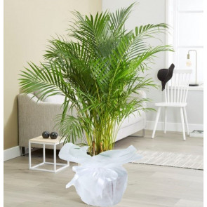 Areka Saksı Çiçeği