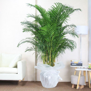Areka Dypsis Lutescens - Saksı Çiçeği