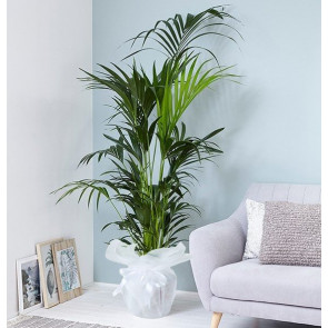 Howea Forsteriana - Saksı Çiçeği