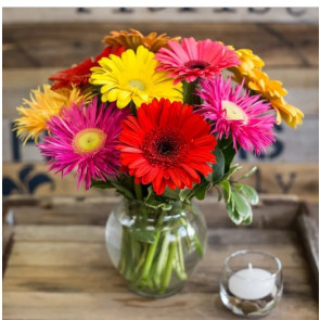 "Aşk Çümbüşü" Renkli Gerbera