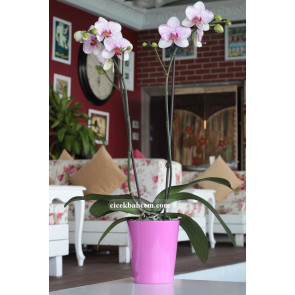 Çift Dal Pembe Mix, Fancy Orkide