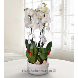 Beyaz 2 li Beyaz Orkide