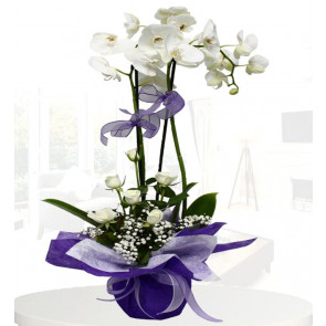 2'li Beyaz Orkide,7 Beyaz Gül