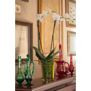 Çift Dal Beyaz, Classic Orkide