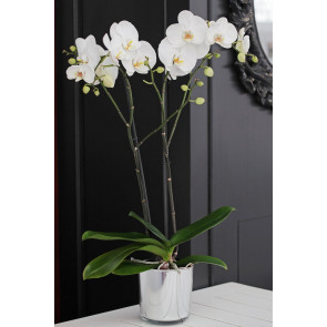 Çift Dallı Beyaz, Cambridge Orkide