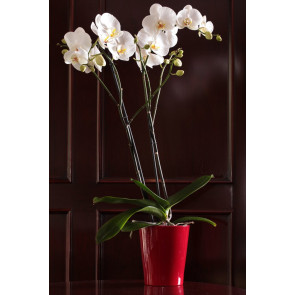Çift Dal Beyaz, Red&Red Orkide