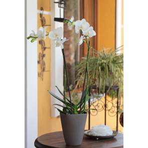 Çift Dal Kar Beyaz Orkide