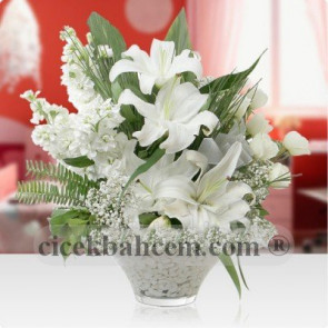 Beyaz Kokulu Lilyum Şebboy SA411