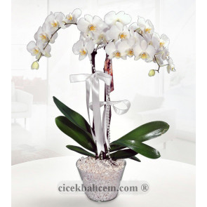 Beyaz Vazo İçerisine Hazırlanmış 2 li Orkide 
