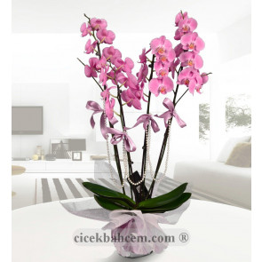 Seramik Vazo İçine Pembe 4 li Pembe Orkide