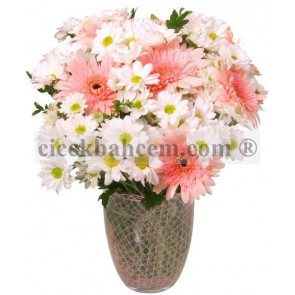 Cam Vazoda Pembe Gerbera ve Beyaz Kırizantem Aranjmanı