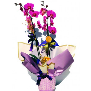 Çift Dal Mor Orkide