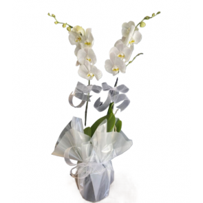 Çift dal Beyaz, Ikeria