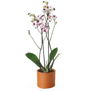 Dalmaçyalı Özel Seri Orkide