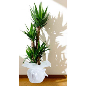 Dörtlü Yucca Çiçeği