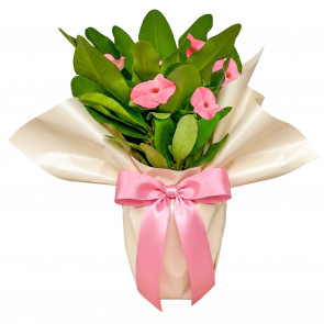 Euphorbia Milii - Dikenler Tacı (Yıl Boyu Çiçekli) - Özel Hediye Sunumlu