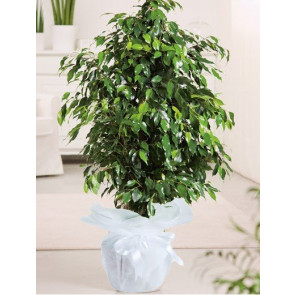 Yeşil Benjamin Çiçeği