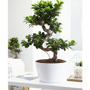 Ficus Microcarpa Bonsai Saksı Çiçeği