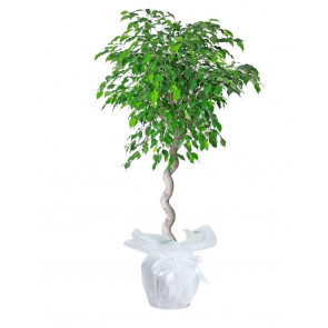 Ficus Petate Saksı Çiçeği
