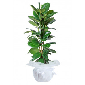 Ficus Robusta Saksı Çiçeği