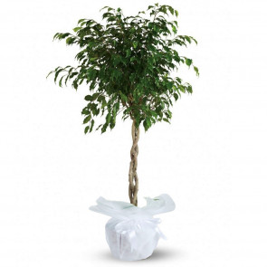 Yeşil Örgülü Benjamin